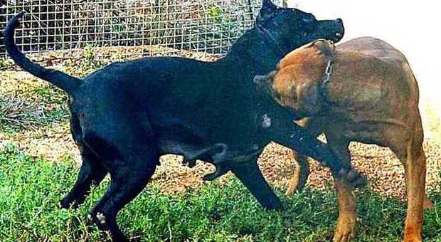 Palermo, combattimenti clandestini di pitbull: cani segregati e feriti