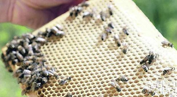 Una stagione mezza amara per il miele: male in quota