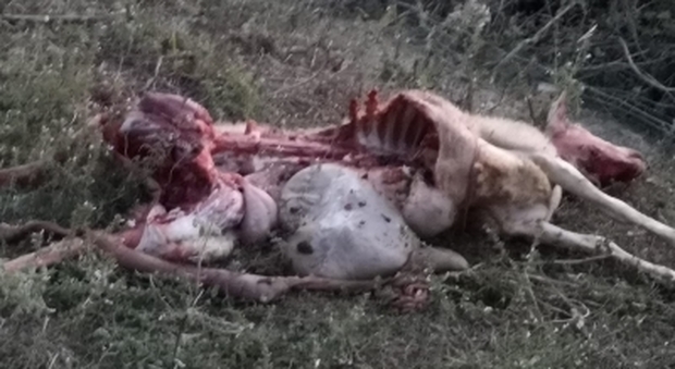 Montefelcino, branco di lupi decima un gregge a pochi metri dalle case