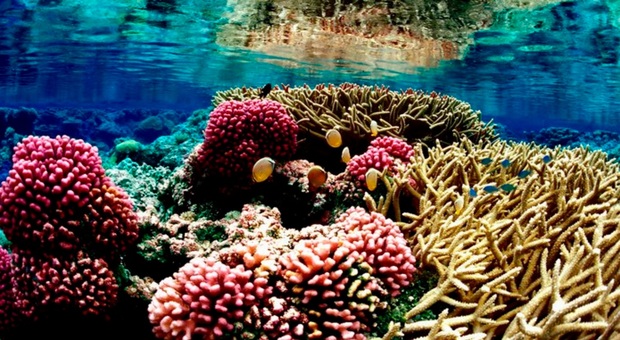Allarme clima, dopo i coralli si stanno sbiancando anche i pesci