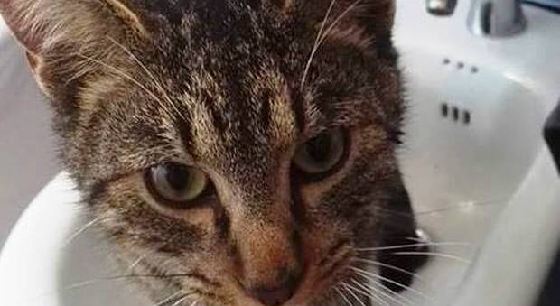 Storia di Vasco, il gatto scampato due volte al terremoto per la gioia dei suoi padroni
