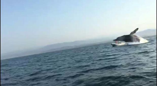 Balena fa affondare barca di turisti che si era troppo avvicinata in Messico