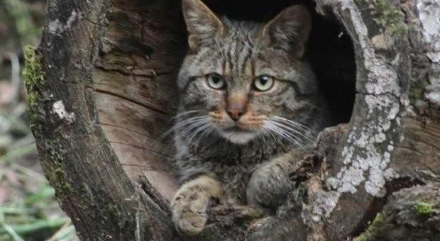 Cacciatore uccide un raro gatto selvatico: adesso rischia grosso