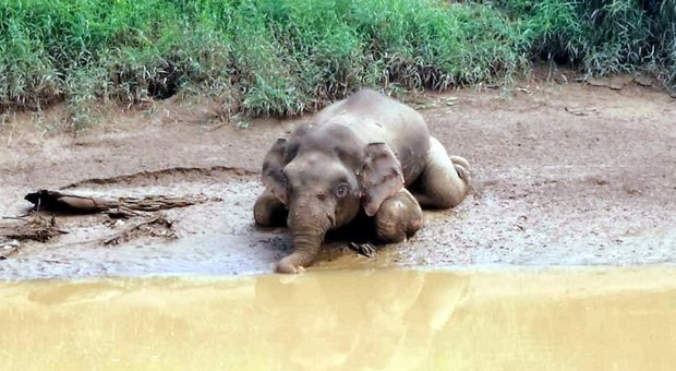 Thailandia, sei elefanti morti annegati: avevano provato a salvare un cucciolo caduto in una cascata