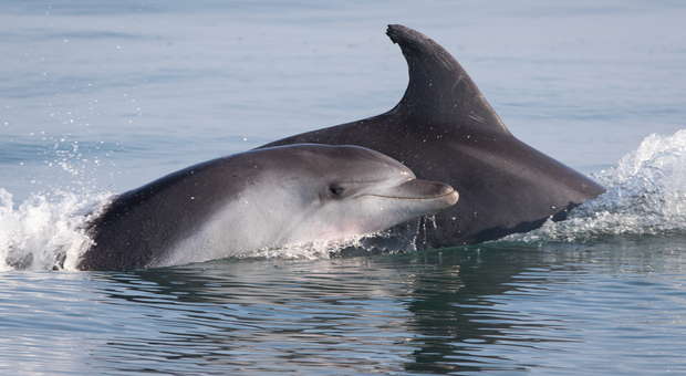 Aumentano delfini e tartarughe nell'Alto Adriatico (foto d'archivio)