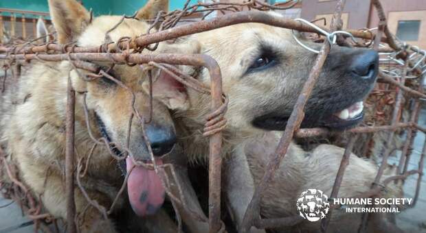 Yulin, riparte il festival cinese dove si mangiano cani e gatti. La protesta delle associazioni: «Stop al massacro»