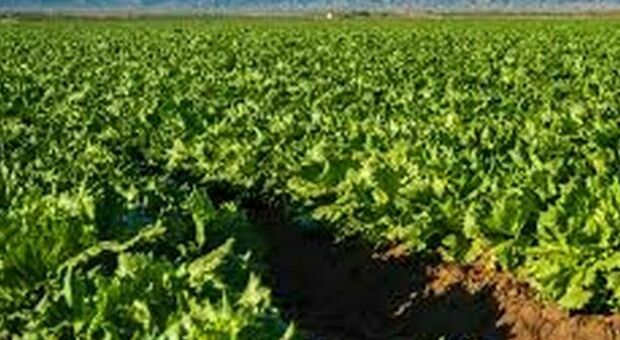 Agricoltura in crisi in Puglia: nel 2023 chiuse oltre 2200 aziende