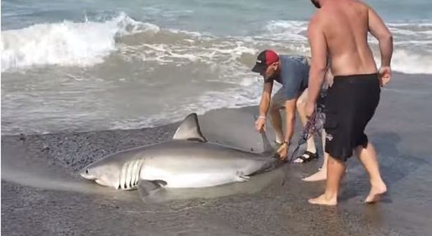 Baby squalo bianco spiaggiato in California, i bagnanti lo aiutano a tornare in mare