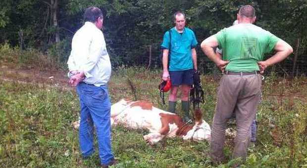 Per 2 giorni in un burrone: pompieri salvano da morte certa un vitellino