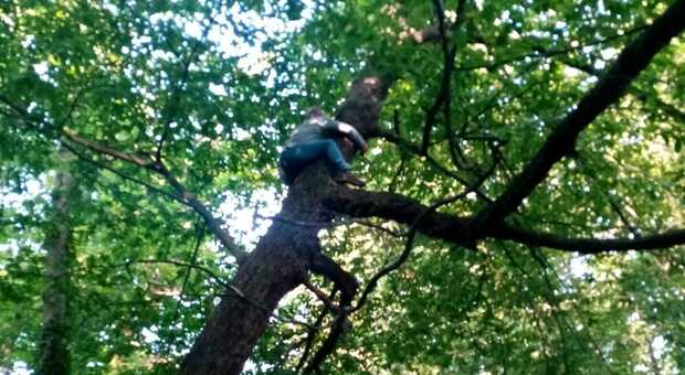 Operaio forestale sale sull'albero per protesta contro il mancato pagamento degli stipendi