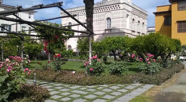 Rossa e «petalosa»: la rosa dei romani è tornata a Pompei