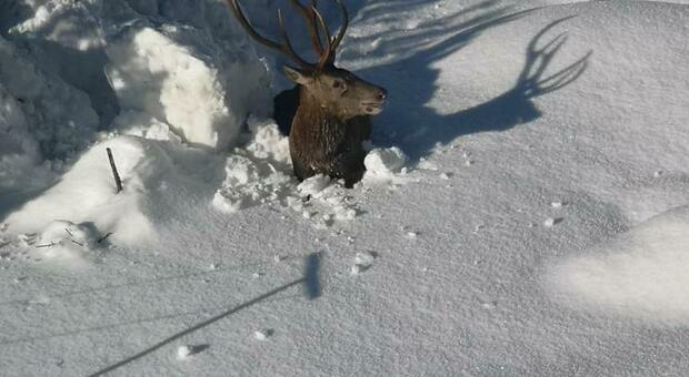 Cervo affonda nella neve a Forni di Sopra