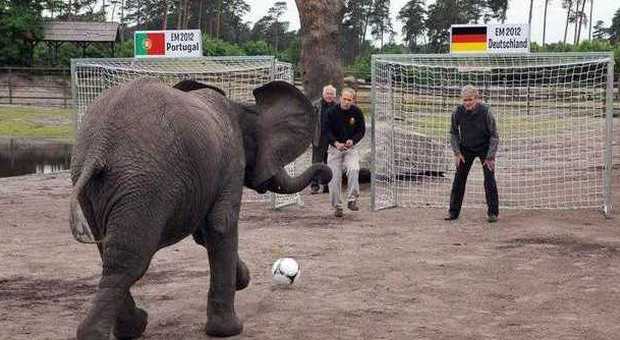 Dopo il polpo Paul ecco l'elefantessa Nelly: «Vincerà la Germania»
