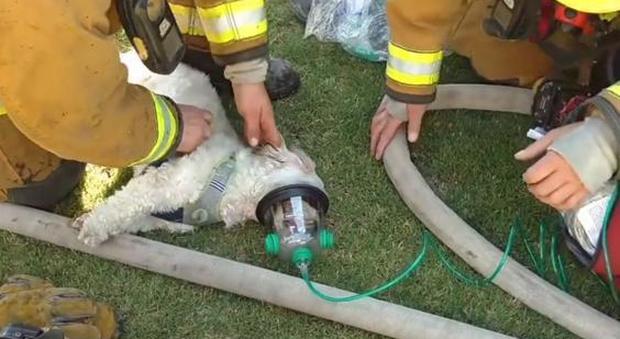 Cagnolino intrappolato nella casa che brucia, i vigili del fuoco lo salvano e lo rianimano