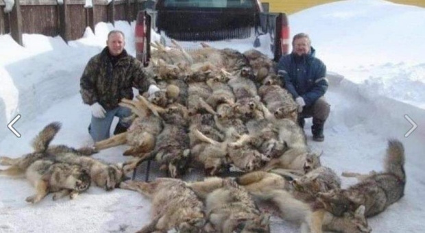 Usa, riapre la caccia al lupo: in due giorni uccisi 216 esemplari (il doppio del consentito)
