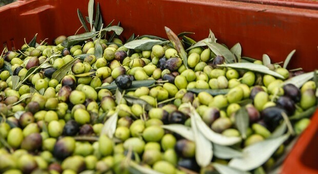 Puglia, Coldiretti apre i frantoi: -30% di olive raccolte. Come andrà la campagna olearia