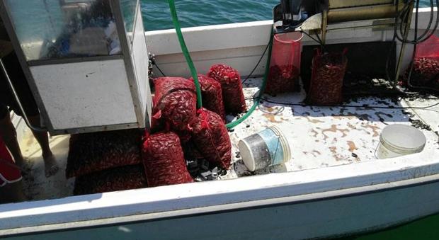 Ancona, tre quintali di cozze pescati illegalmente: scattano sequestro e multa