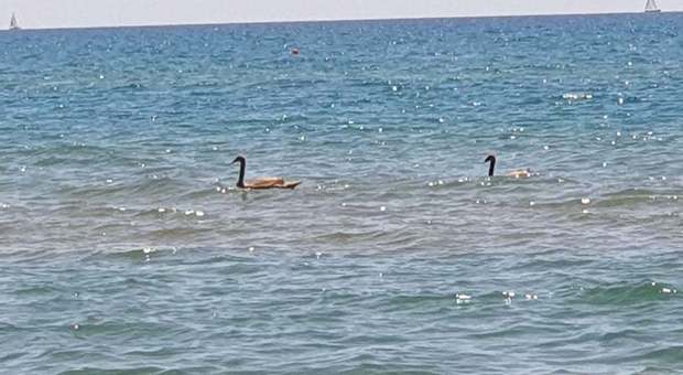 Sabaudia, due cigni neri nuotano a poca distanza dalla riva: stupore dei bagnanti