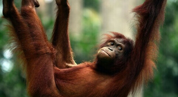 Allarme contagi per oranghi: vaccinati a San Diego, ecco i primi animali al mondo a ricevere il siero