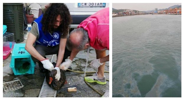 Genova, allarme inquinamento: cede diga contenimento del torrente, altro greggio in mare
