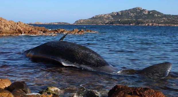 immagine Capodoglio spiaggiato a Porto Cervo