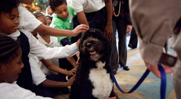 Obama annuncia la morte del cane Bo: «Vero amico e compagno fedele»