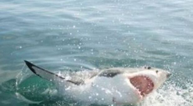 Falso allarme squalo nel golfo di Buccari (archivio)