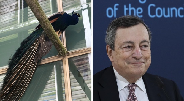 Il pavone disturbatore di Draghi, star social (suo malgrado)