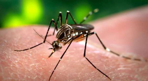 Tracce di virus Zika nella zanzara comune: la scoperta degli scienziati