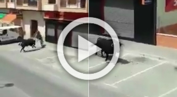 Toro furioso e libero in strada, ma il video diventa virale per un altro motivo
