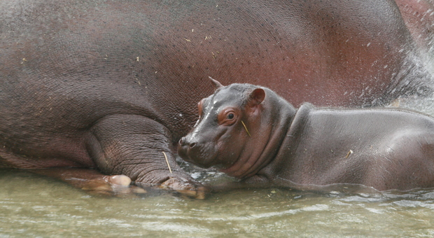 Festa allo ZooSafari: è nato un ippopotamo/La foto