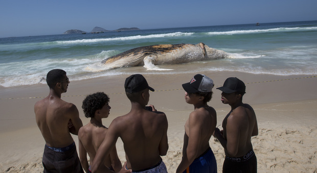 Balena arenata e trovata morta: choc tra i bagnanti (e selfie) sulla spiaggia di Ipanema