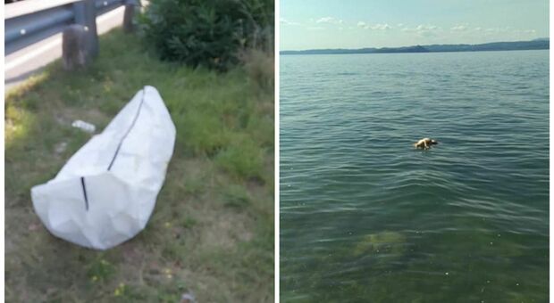 Legato a delle pietre e fatto volutamente affogare: è stato trovato il cadavere di un cane nel lago di Garda