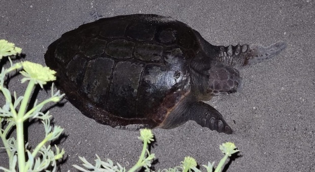 Ischia, atteso il primo nido sull’isola della tartaruga caretta caretta