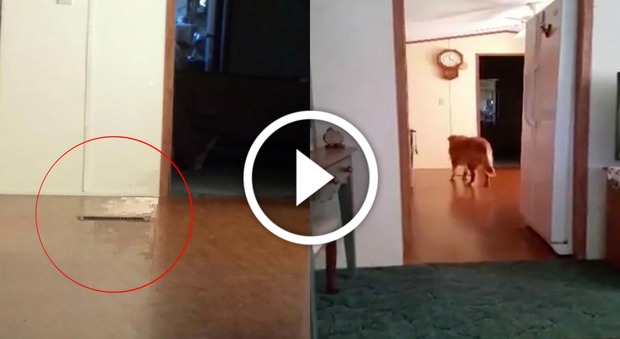 Strana presenza nel video del nuovo cane: "È il fantasma della mia cagnolina morta"