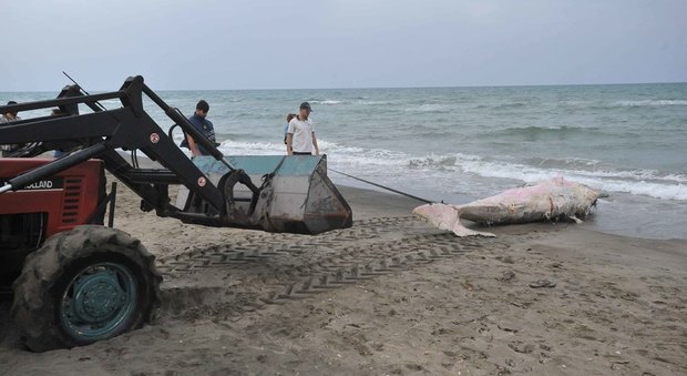 immagine Ostia, cucciolo di capodoglio trovato morto in spiaggia