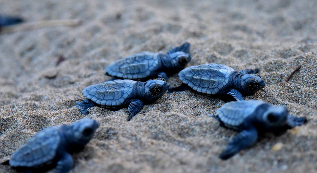 Record Campania: nel Cilento il 50esimo nido di tartarughe Caretta Caretta