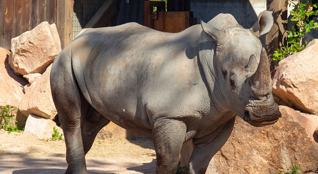 Un rinoceronte bianco a Torino, Rami prende casa a Zoom
