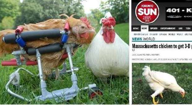 La gallina si rompe la zampa, il proprietario spende 2.200 euro per una protesi in 3D