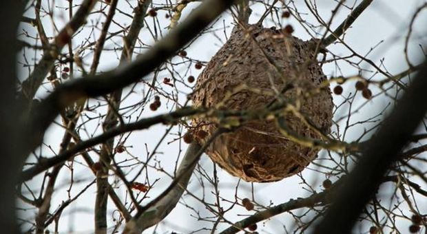 Un nido di calabroni