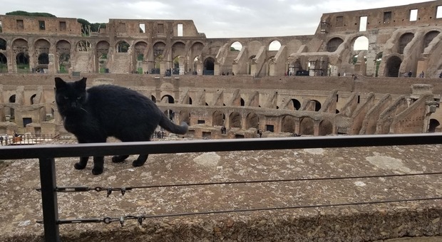 Addio a Nerina: la gatta star del Colosseo aveva 10 anni. «Ci mancherai ogni giorno»