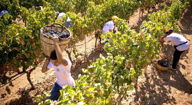 Troppa pioggia, la vendemmia sarà ritardata: viticoltori preoccupati
