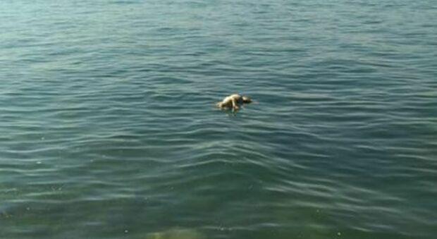 Cane ucciso nel lago di Garda. «Pietre legate al corpo per farlo affogare». Ira social