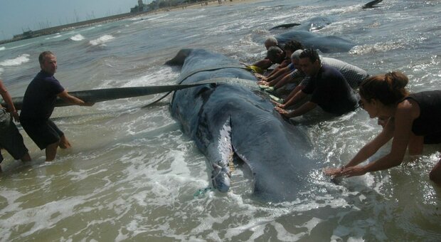 Nasce il Museo del capodoglio nel punto in cui, nove anni fa, si spiaggiarono sette cetacei
