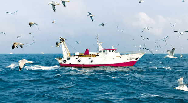 Pesca, l'Europarlamento approva il nuovo regolamento: «Uno schiaffo a tutto il settore». Cosa cambia