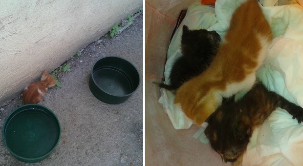 Tre gattini salvati al cimitero: abbandonati tra le tombe nel Napoletano