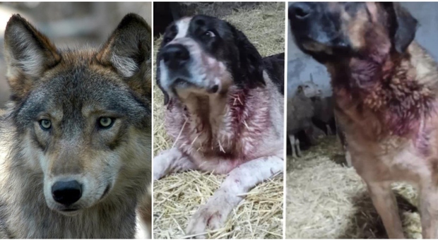 Cani eroi difendono il gregge dagli attacchi del lupo: «Sono feriti al collo, ma hanno salvato le pecore»