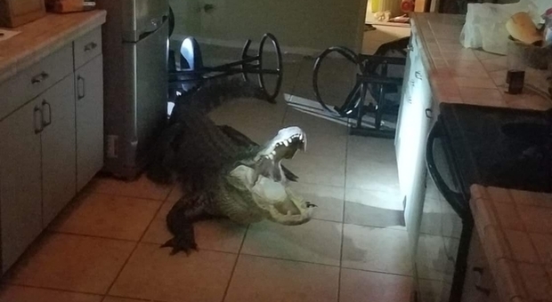 Va in cucina di notte e si trova faccia a faccia con un alligatore affamato di tre metri (foto pubblicata da Clearwater Police Department)