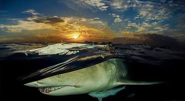 San Benedetto, il mondo degli squali negli eccezionali scatti di Sergio Riccardo