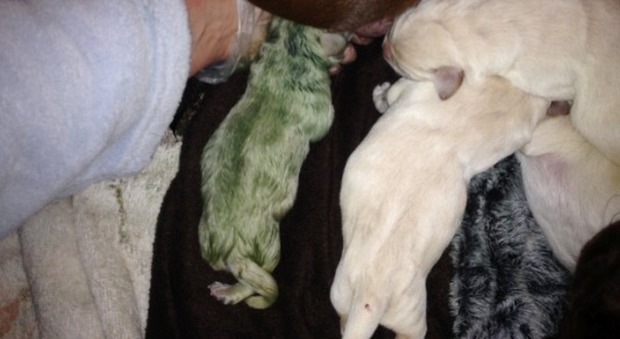 Cinque cuccioli di Labrador, una nasce con il pelo verde